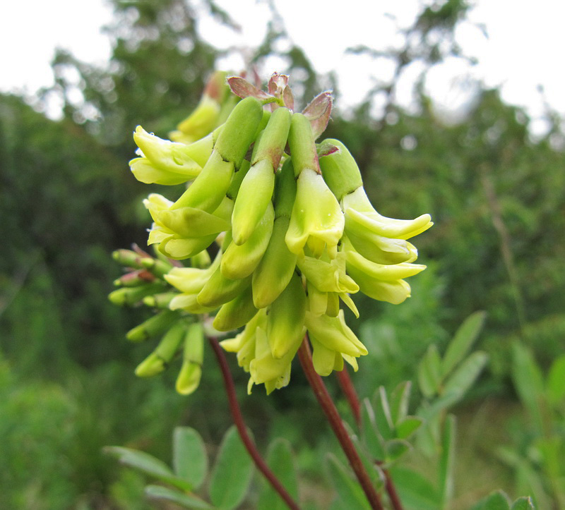 Изображение особи Astragalus frigidus.