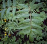 Смотреть изображение Sorbus aucuparia