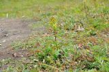 View full-size image Solidago cuprea