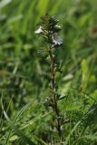 View full-size image Euphrasia stricta
