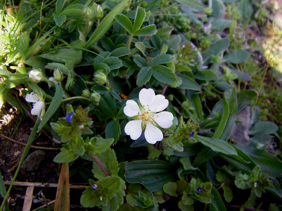 Image of Potentilla montana specimen.