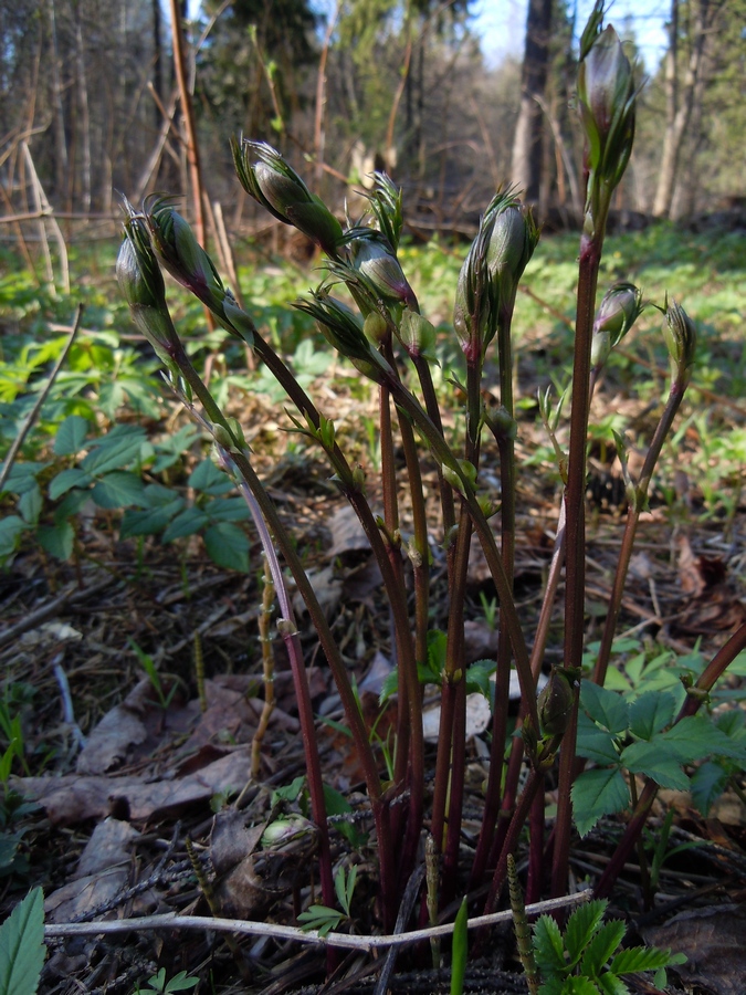 Image of Lathyrus vernus specimen.