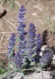 Ajuga orientalis