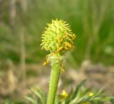 Image of taxon representative. Author is Владимир Свириденко