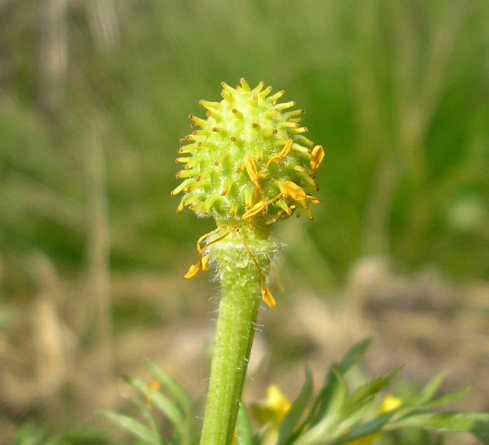 Image of Adonis volgensis specimen.