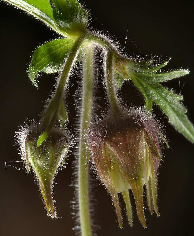 Image of Geum rivale specimen.