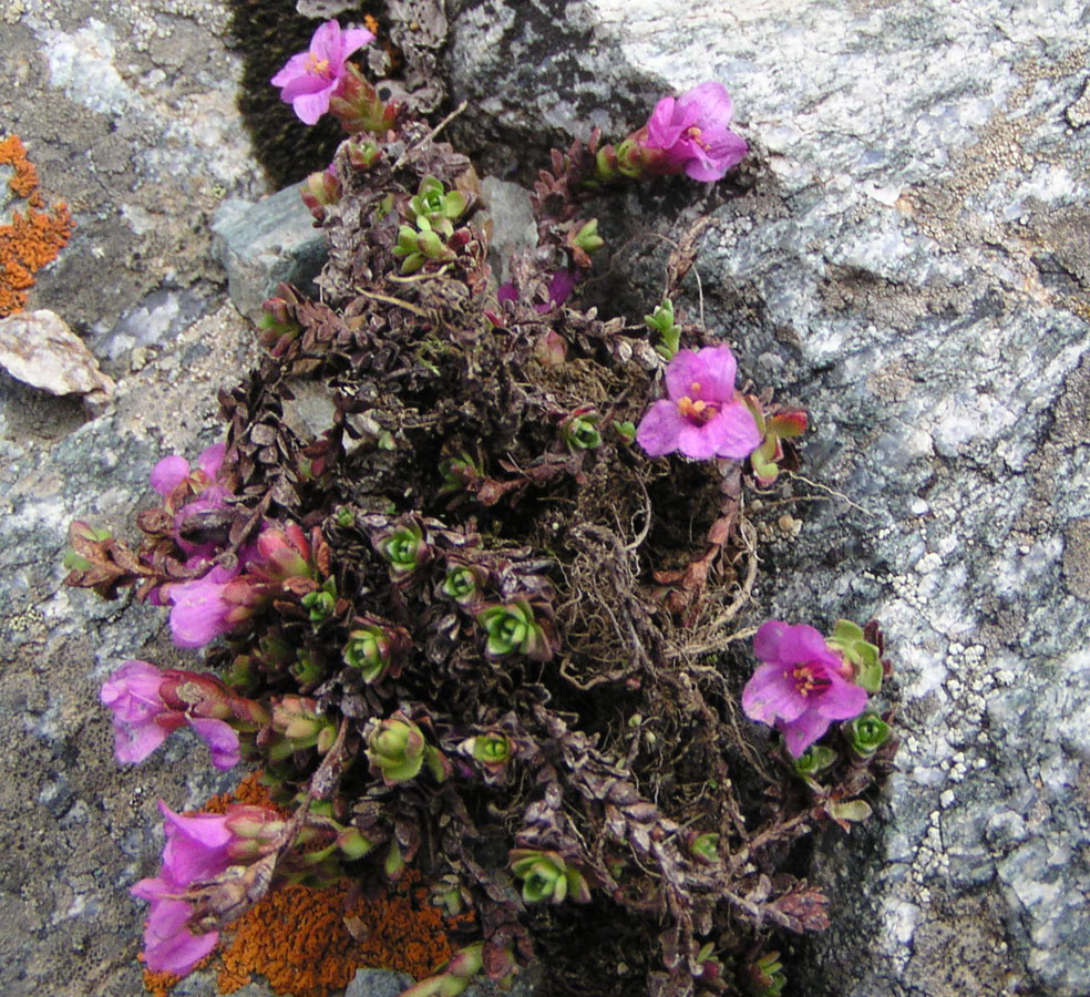 Image of Saxifraga asiatica specimen.