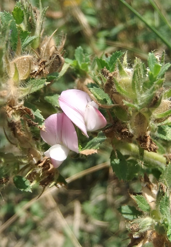 Image of Ononis arvensis specimen.