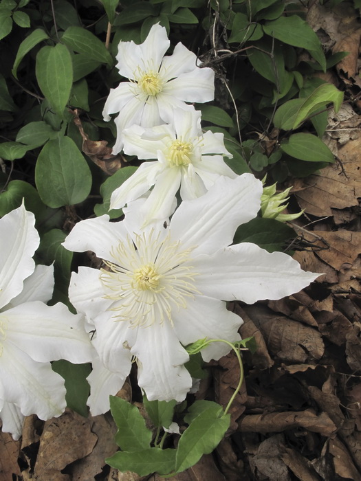 Image of Clematis &times; jackmanii specimen.