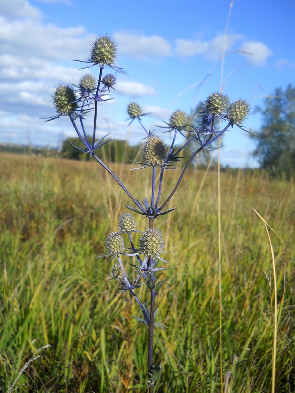 Изображение особи Eryngium planum.