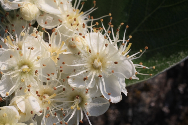 Image of Sorbus taurica specimen.