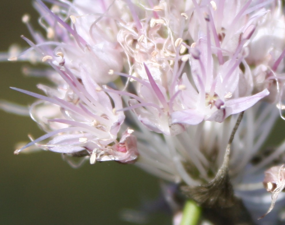 Image of Allium clathratum specimen.