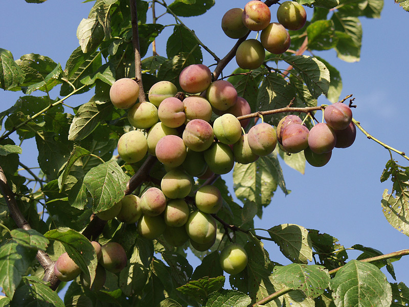 Image of Prunus domestica specimen.