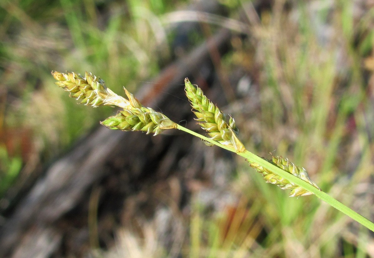 Image of Carex canescens specimen.