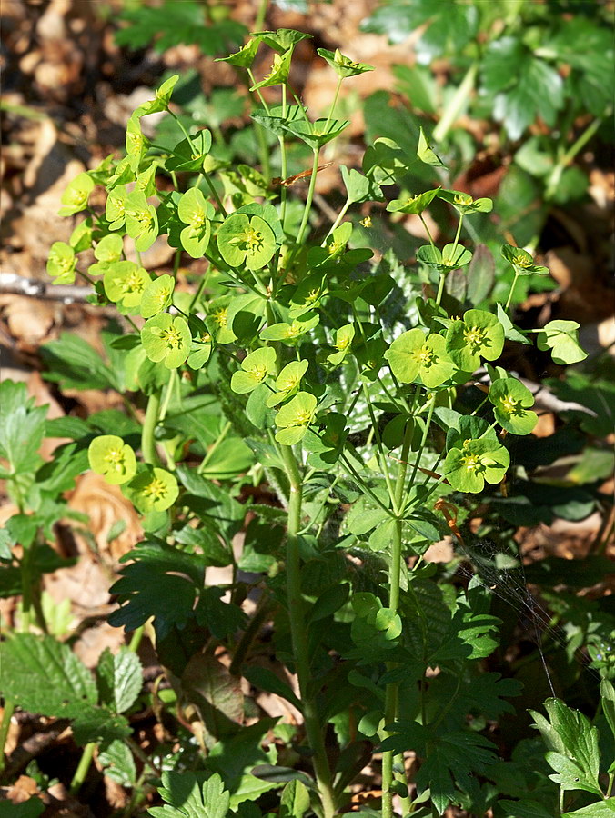 Изображение особи Euphorbia amygdaloides.