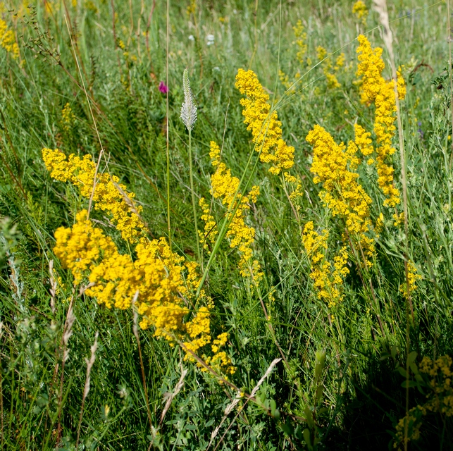 Изображение особи Galium verum.