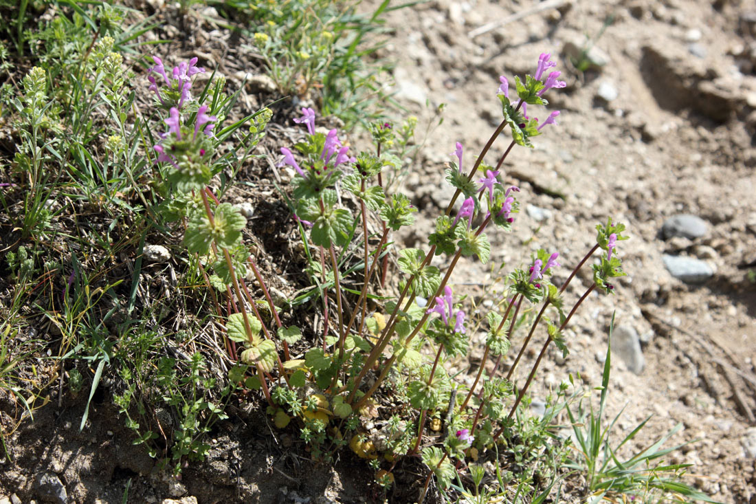 Image of Lamium amplexicaule specimen.