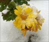 Chrysanthemum indicum. Соцветия, покрытые снегом. Черноморское побережье Кавказа, г. Новороссийск, в культуре. 14 декабря 2010 г.