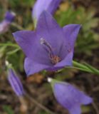 Campanula rotundifolia ssp. hispanica