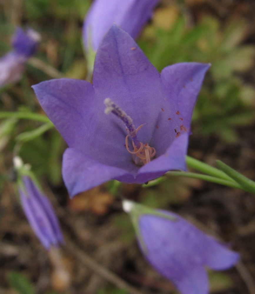 Image of Campanula rotundifolia ssp. hispanica specimen.