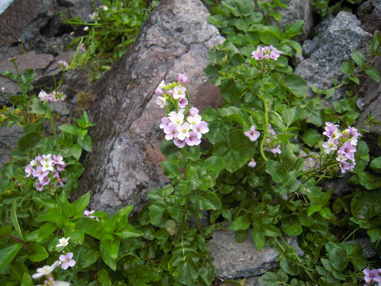 Image of Cardamine seidlitziana specimen.