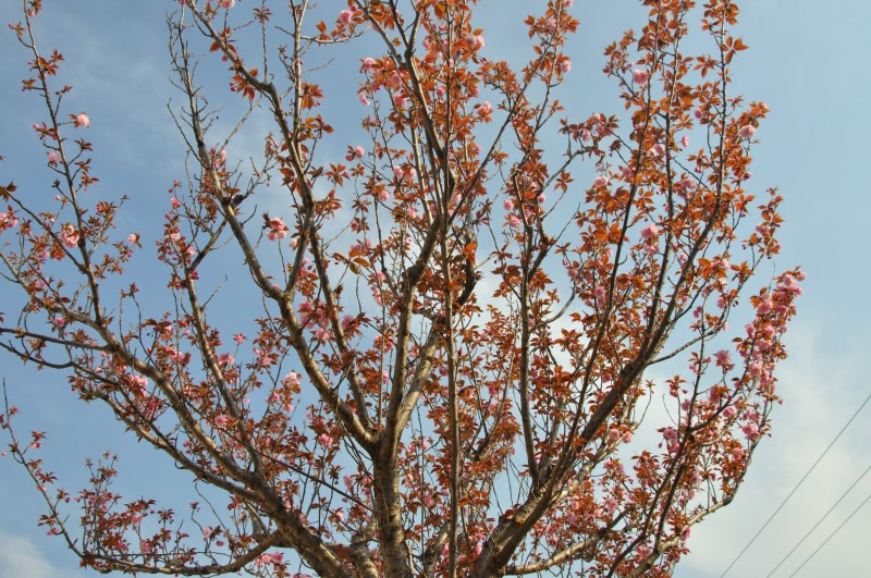 Image of Prunus serrulata var. lannesiana specimen.