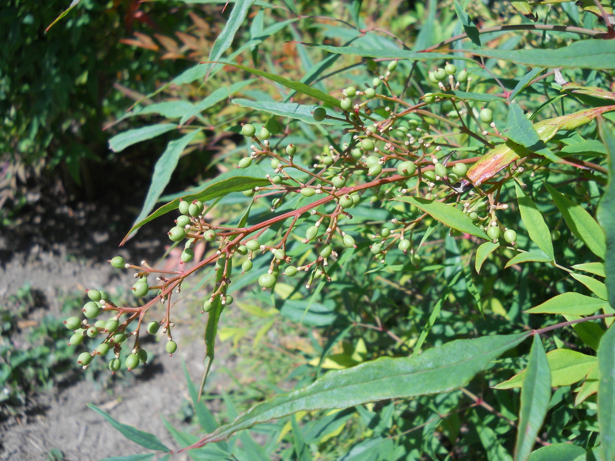 Image of Nandina domestica specimen.