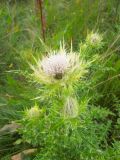 Cirsium obvallatum