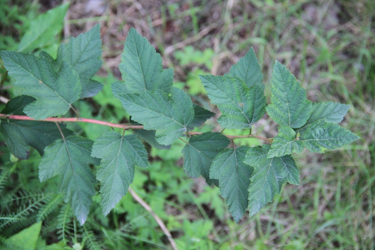 Image of Physocarpus opulifolius specimen.