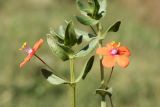 Anagallis arvensis