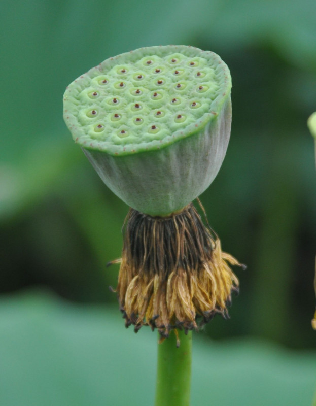 Image of Nelumbo komarovii specimen.