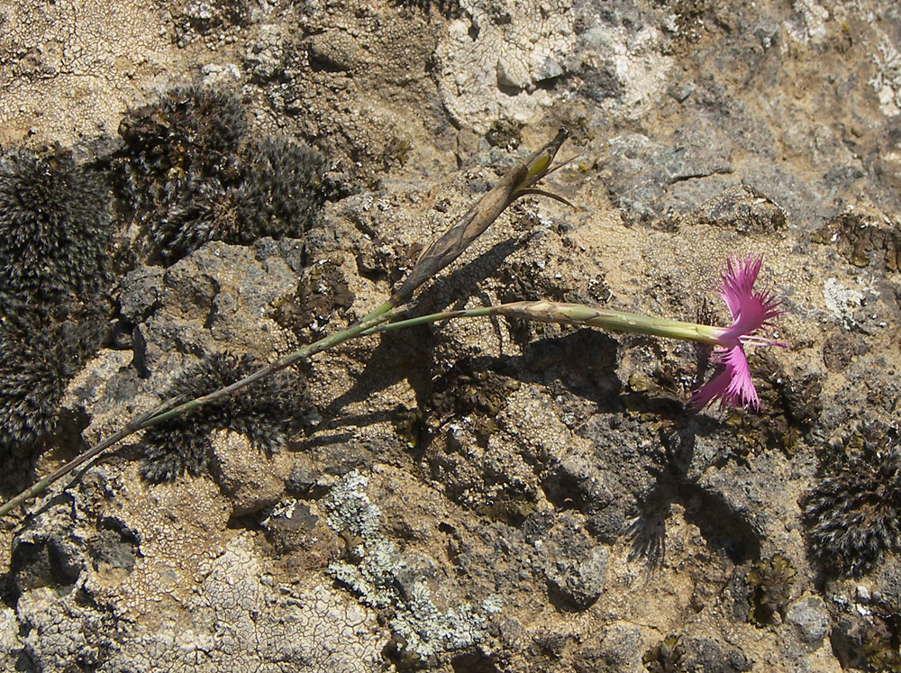 Image of Dianthus brachyodontus specimen.