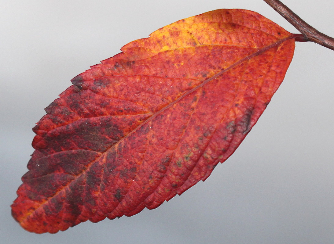 Image of Spiraea japonica specimen.