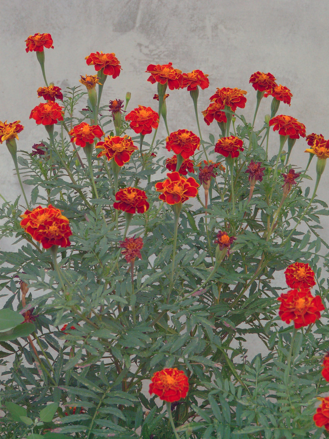 Image of Tagetes patula specimen.