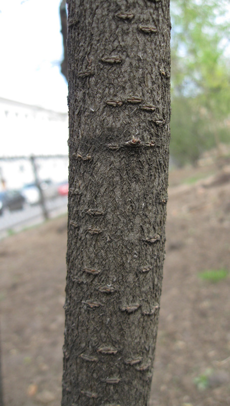 Image of Cotoneaster lucidus specimen.