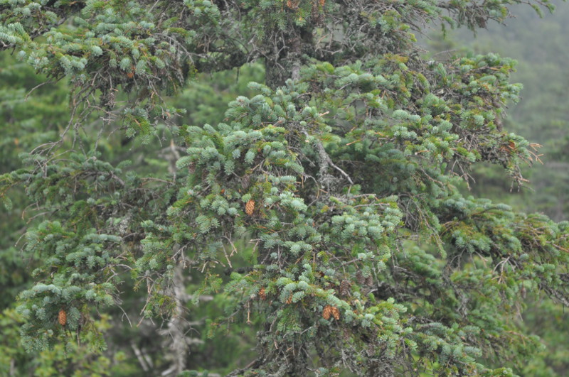 Изображение особи Picea ajanensis.