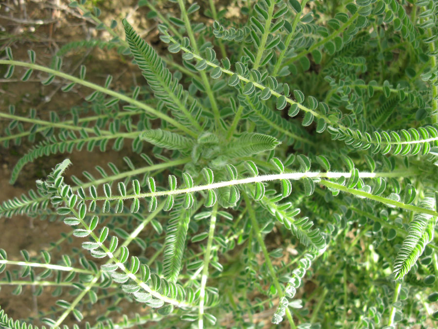 Image of Astragalus aleppicus specimen.