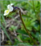 Viola arvensis. Цветок. Чувашия, окр. г. Шумерля, Кумашкинский заказник, Соколова поляна. 19 мая 2009 г.