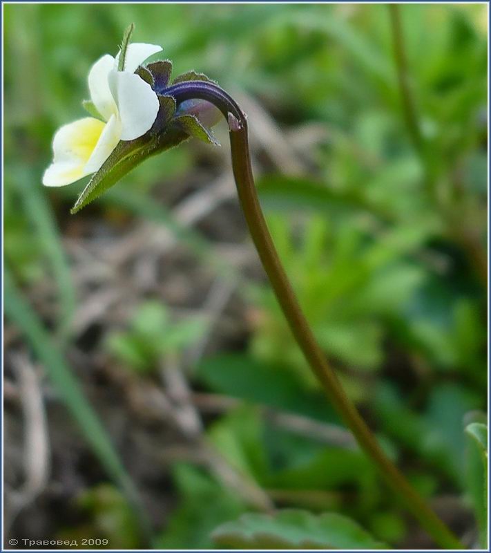 Image of Viola arvensis specimen.