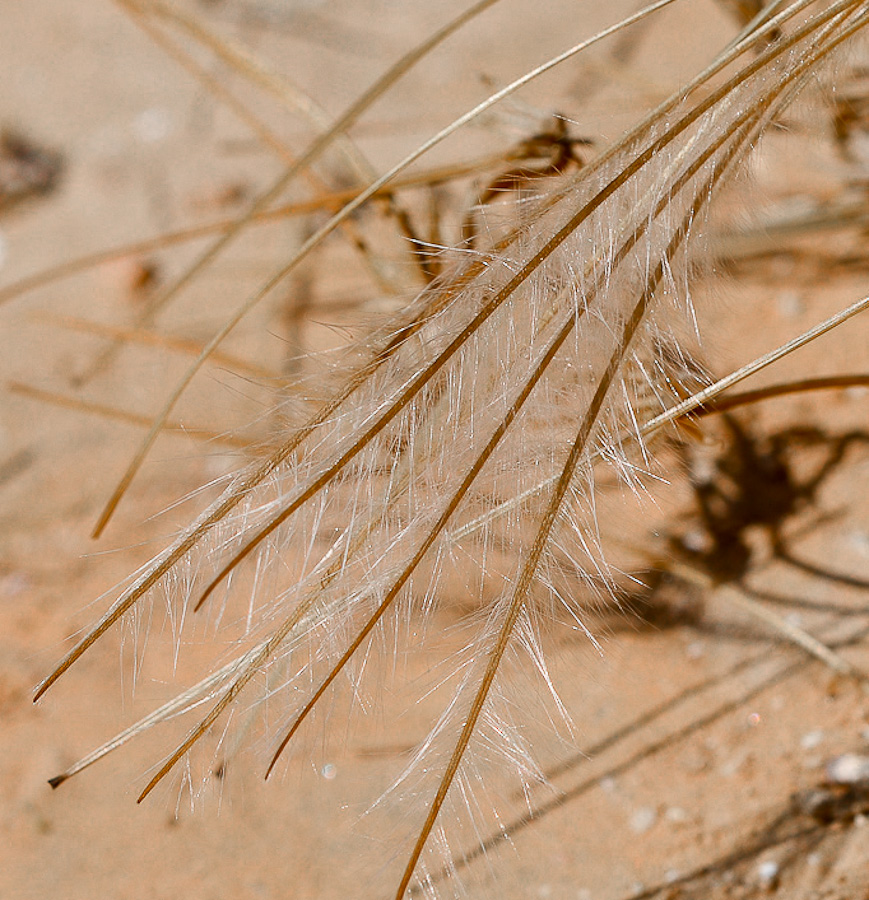 Image of Erodium crassifolium specimen.