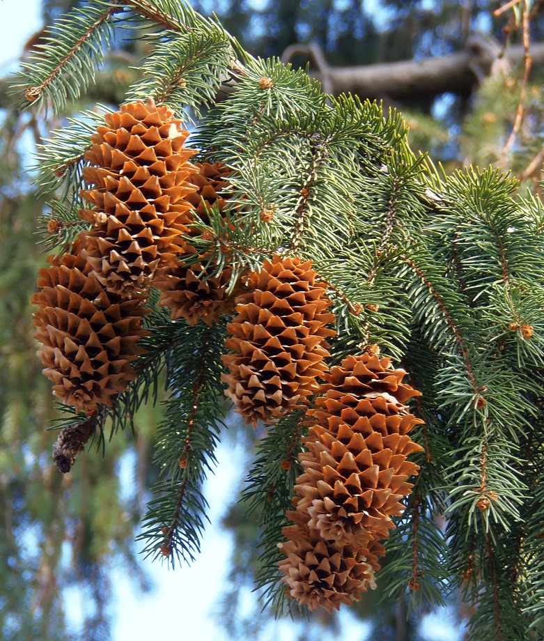 Image of genus Picea specimen.