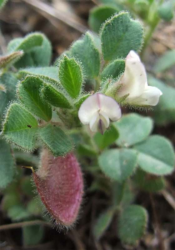 Image of Melilotoides biflora specimen.