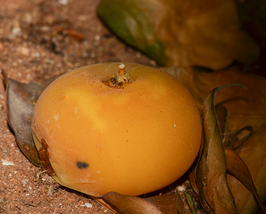 Image of Dovyalis caffra specimen.