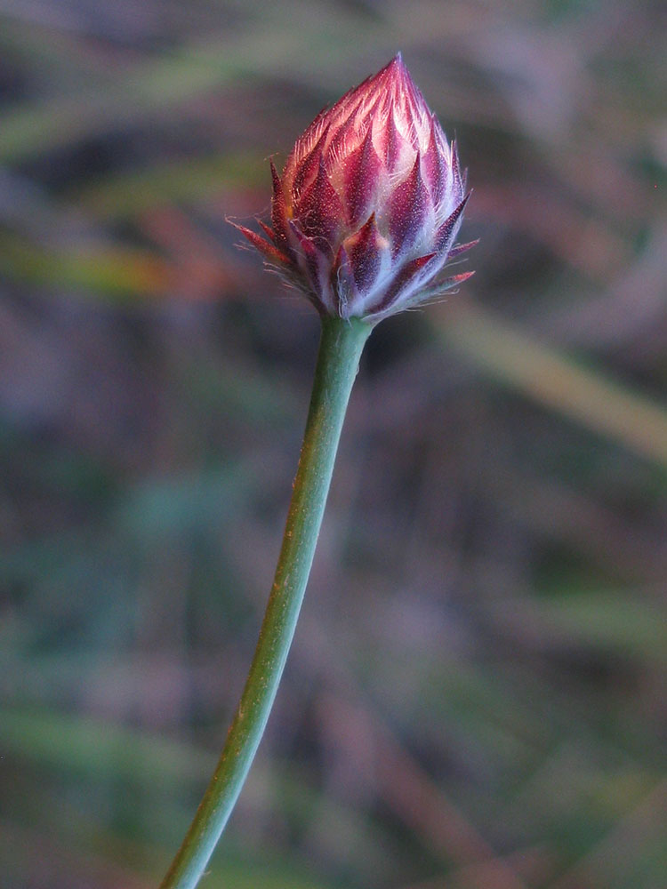 Image of Cephalaria transsylvanica specimen.