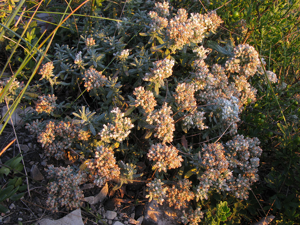 Изображение особи Teucrium capitatum.