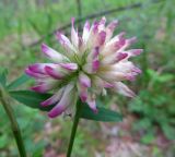 Trifolium lupinaster