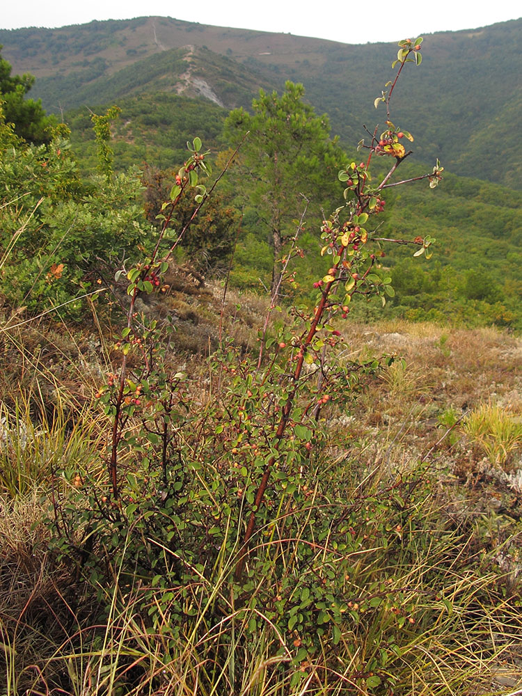 Image of Cotoneaster suavis specimen.