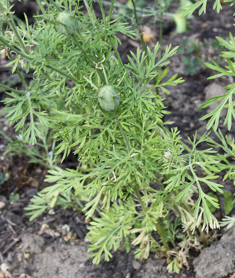 Изображение особи Nigella sativa.