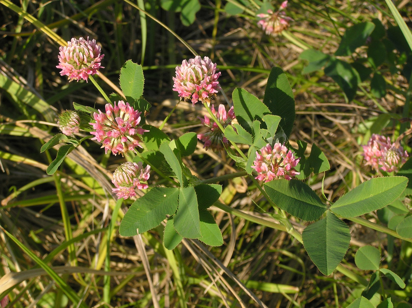 Image of Trifolium hybridum specimen.