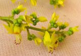 Смотреть изображение Koelreuteria bipinnata